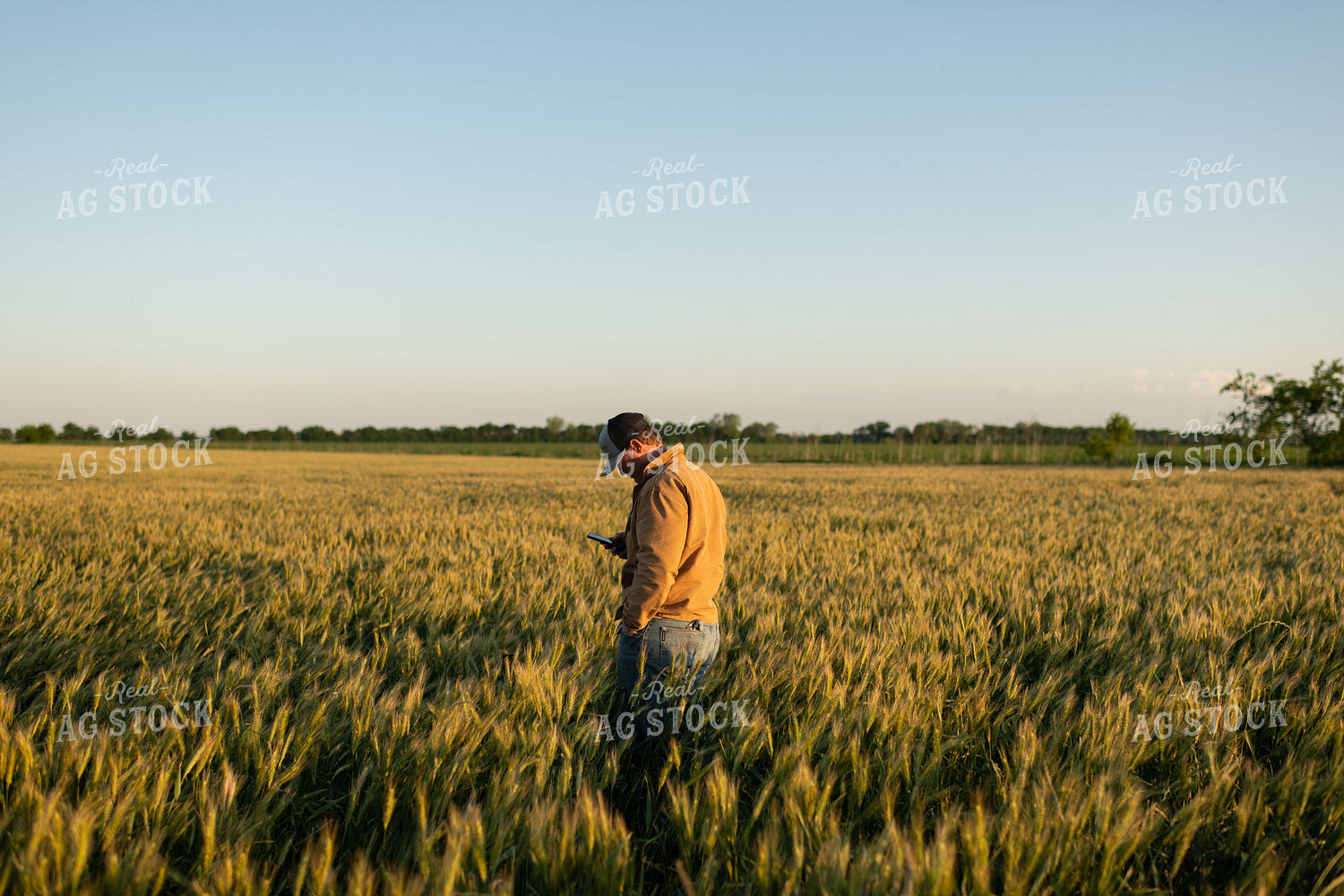Farmer in Wheat Field 59099