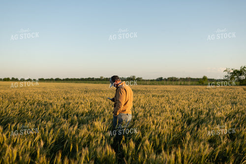 Farmer in Wheat Field 59099
