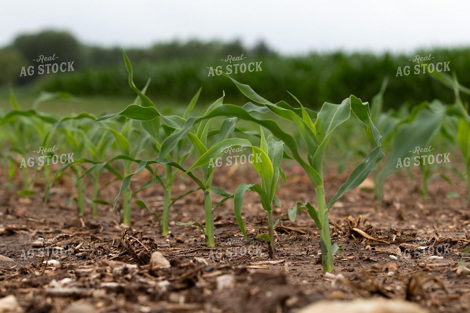 Early Growth Corn Field 157220