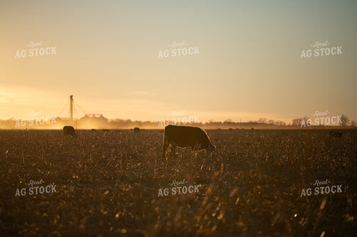 Hereford Cattle on Cornstalks 212171