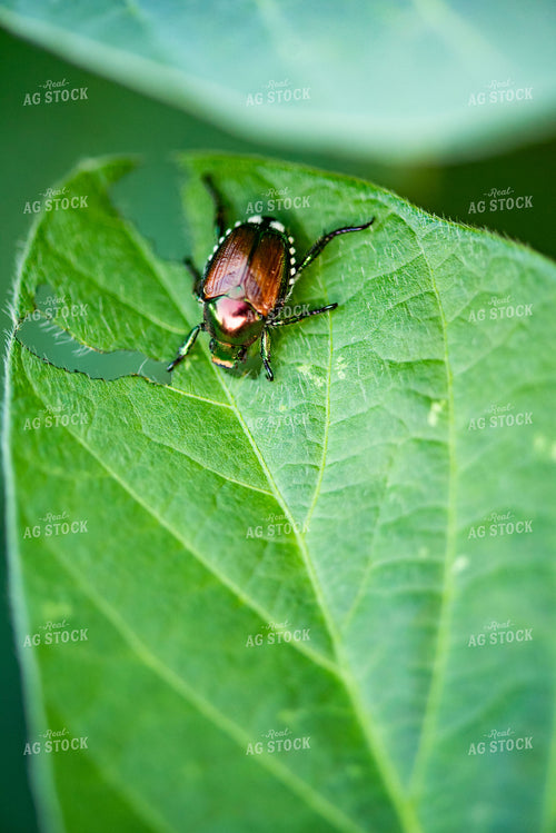 Beetle on Leaf 136104
