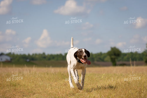 Farm Dog 52379