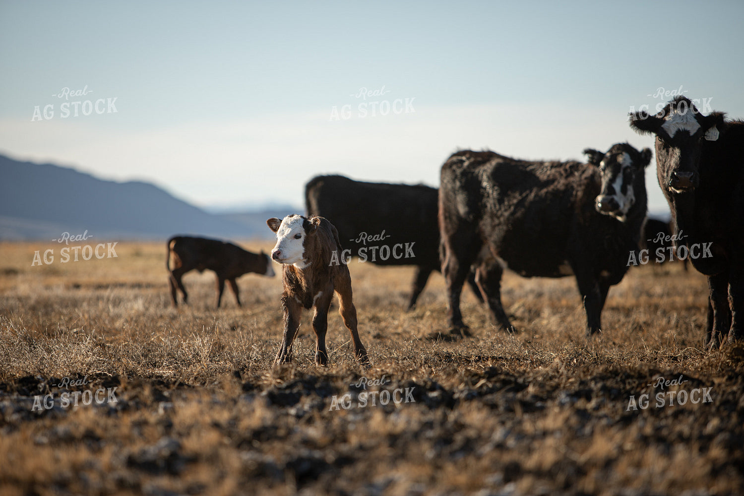 Black Baldy Cattle 78177