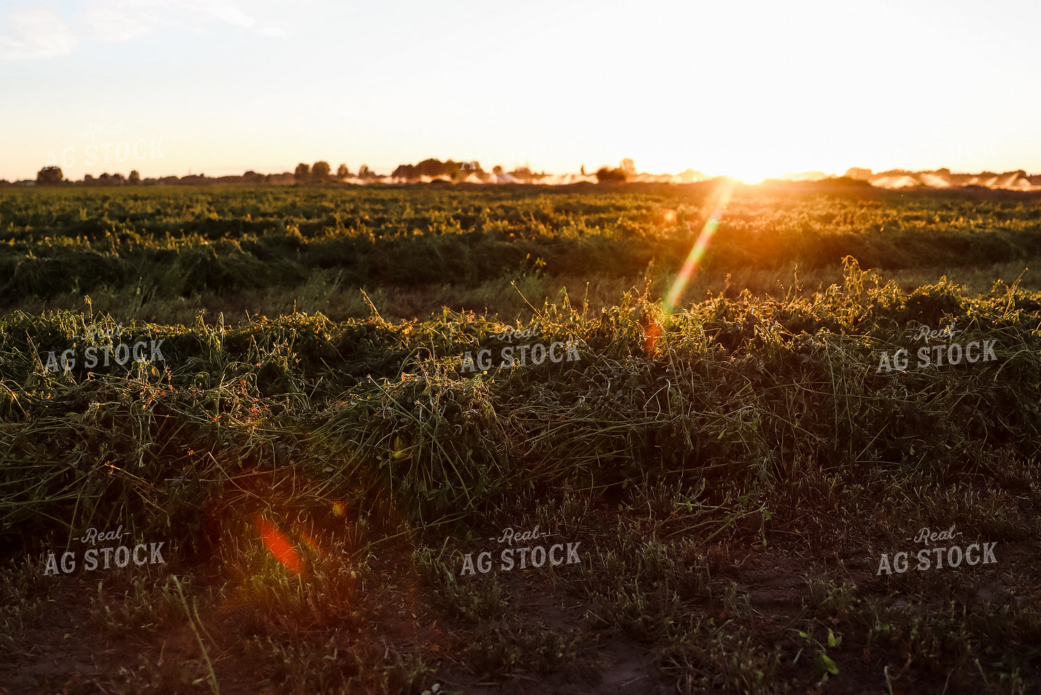 Windrowed Hay 83014