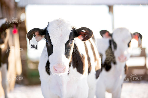Holstein Calves 55328