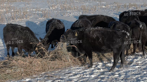 Feeding Cattle in the Winter 239541
