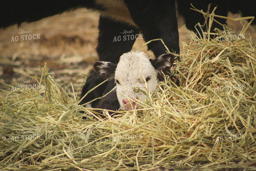 Baldy Cow and Calf Pair 78084