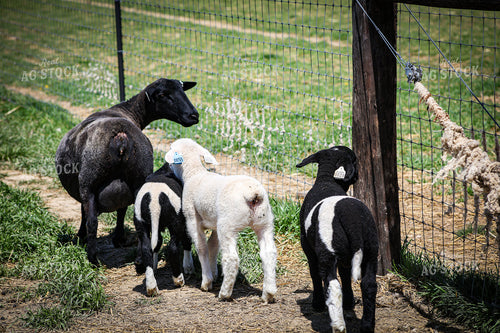 Lambs and Ewes 84237