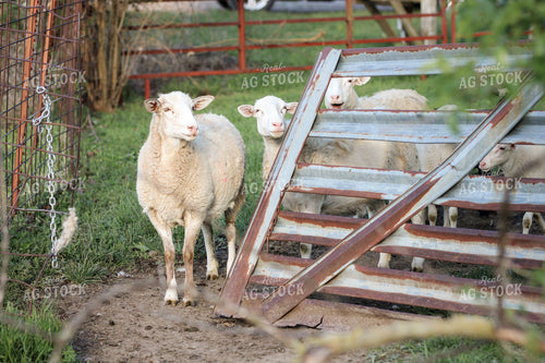 Sheep 182040