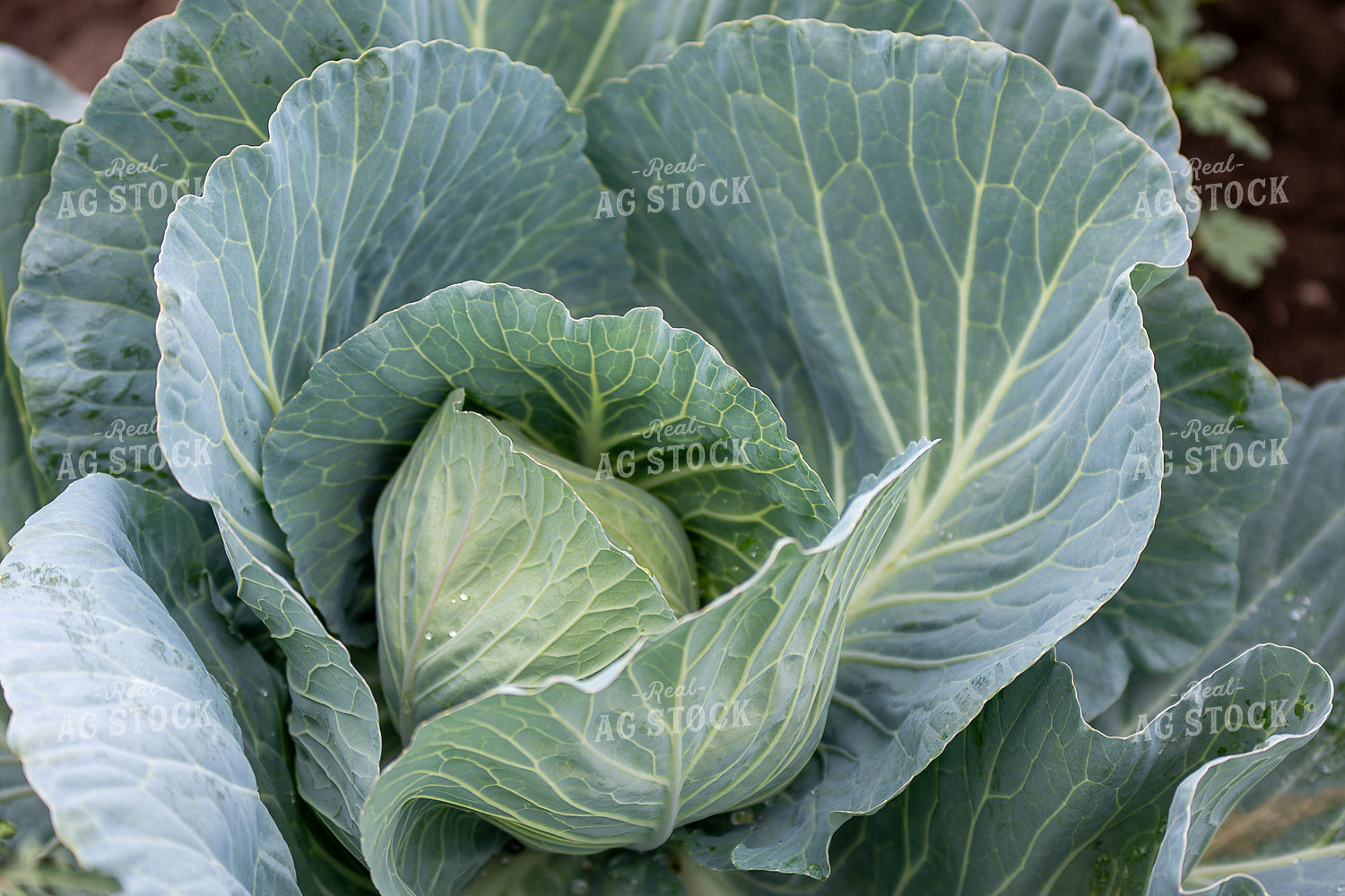 Cabbage 50400