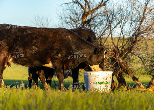 Cow Calf Pairs 65226