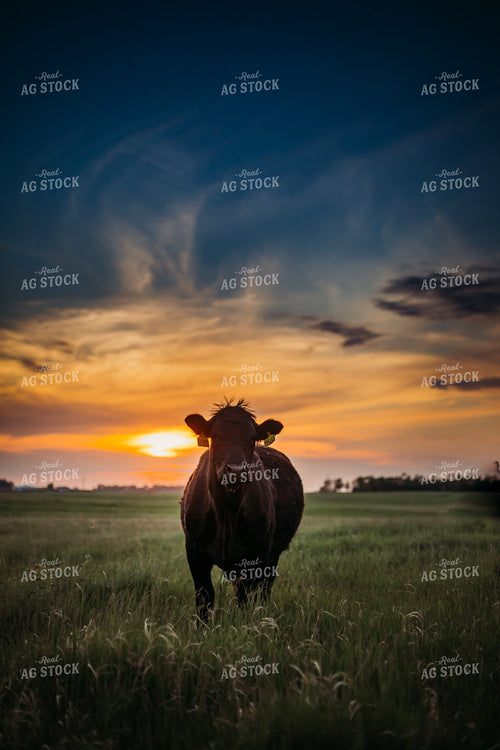 Cattle on Pasture 285046