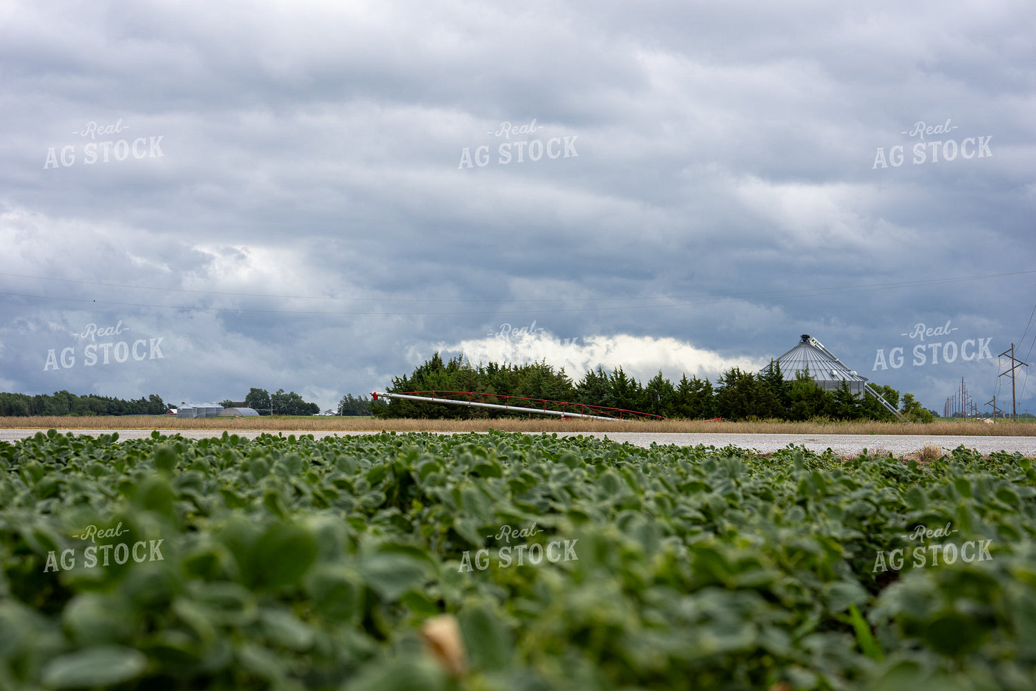 Soybean Field 65845
