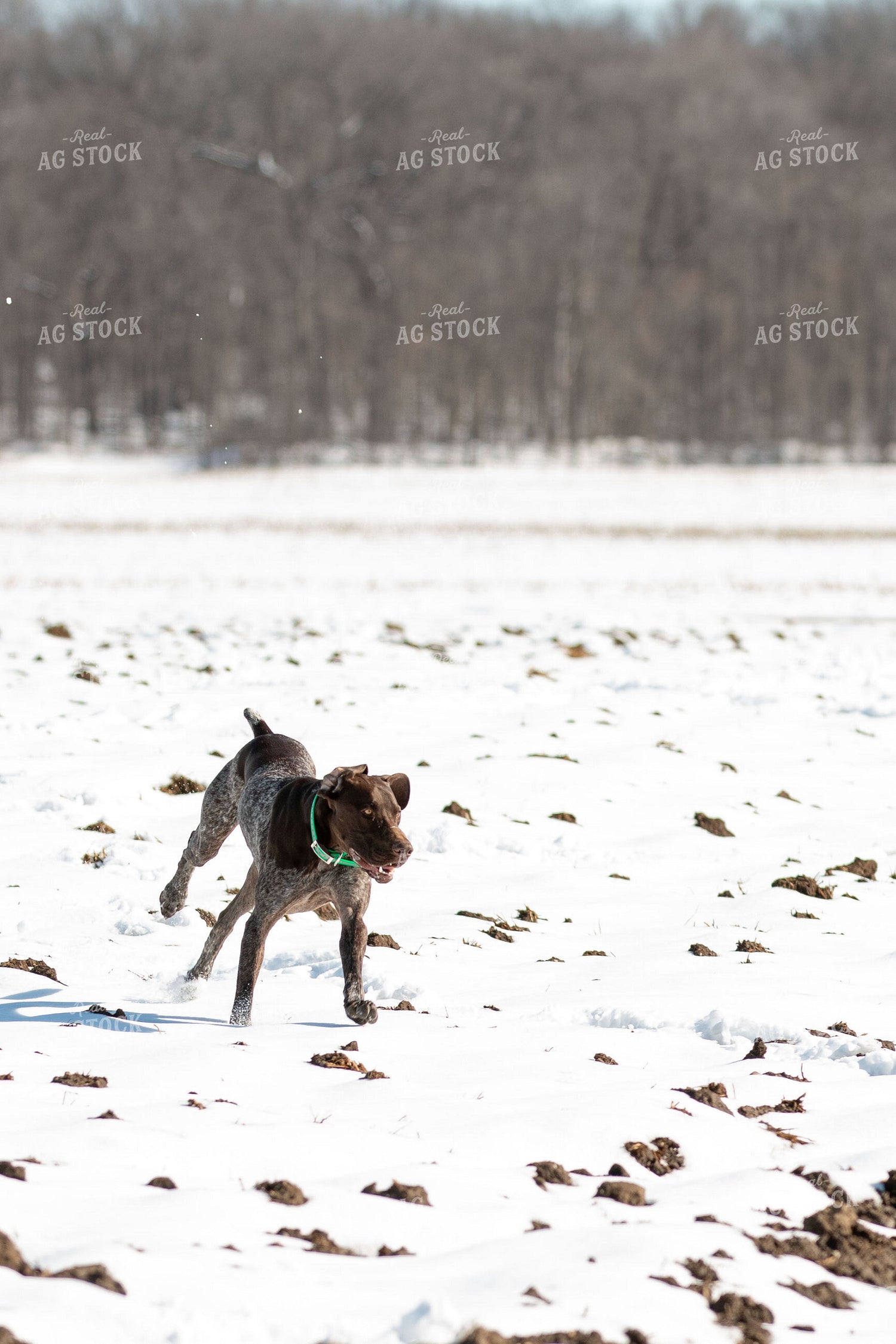 Farm Dog 157126
