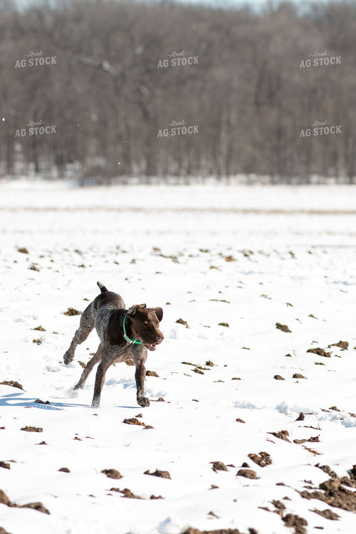 Farm Dog 157126