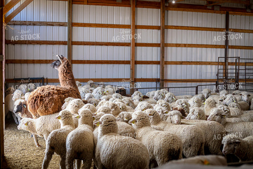 Flock of Sheep and Alpaca 261141