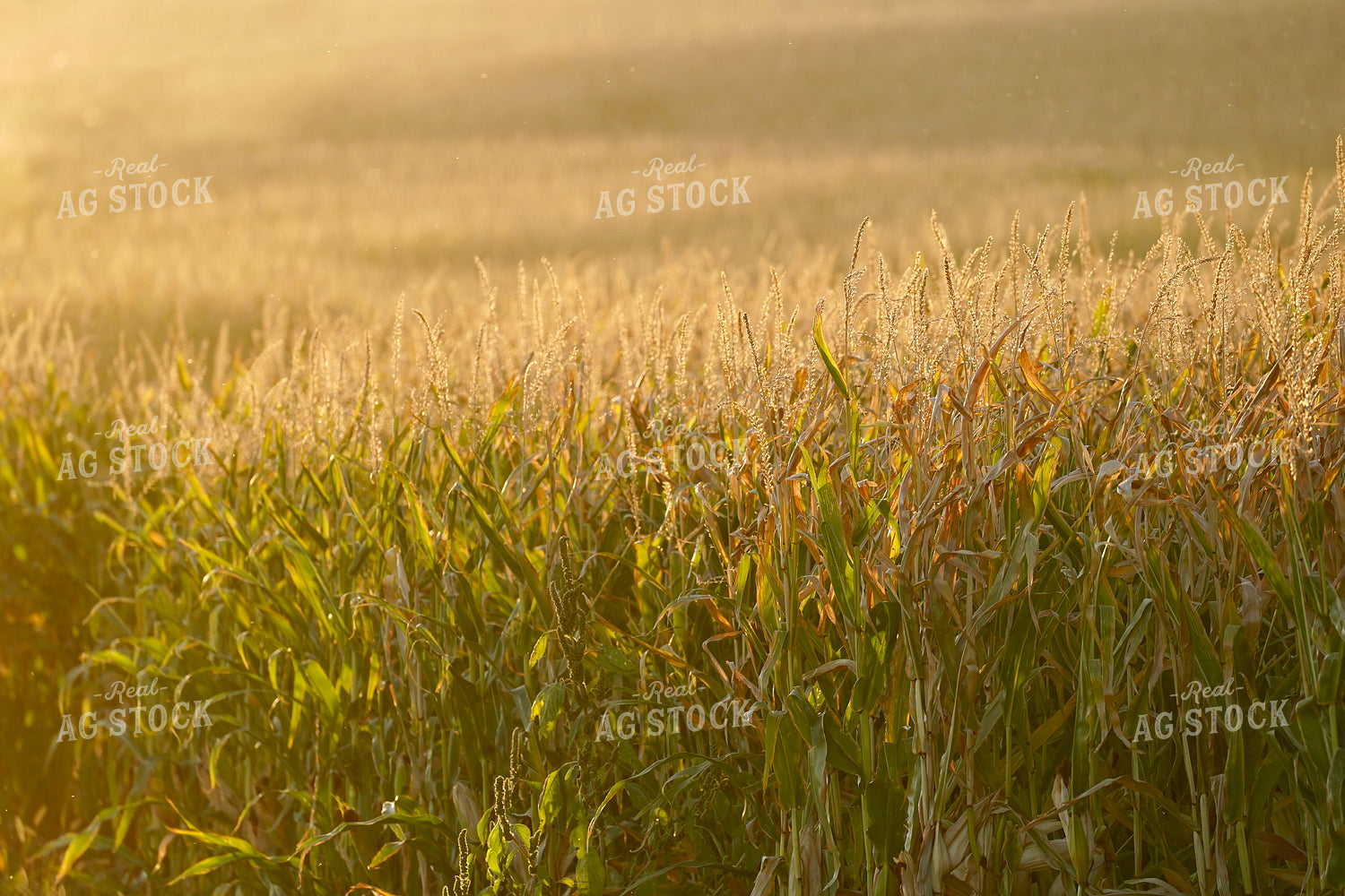 Corn Field 293016