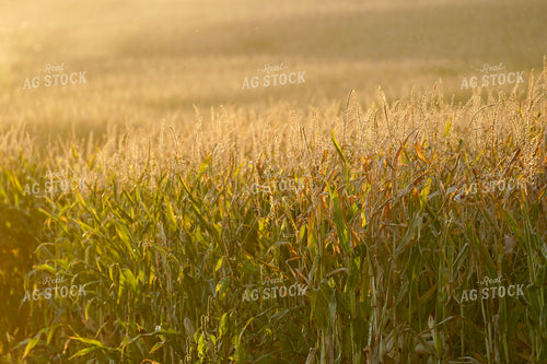 Corn Field 293016