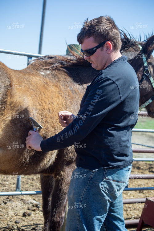 Farmer Grooming Horse 155587