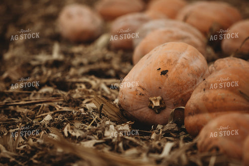 Food Pumpkins 3533