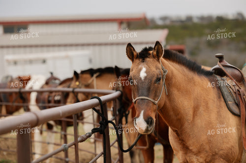 Horses Saddled for Trail Ride 205127