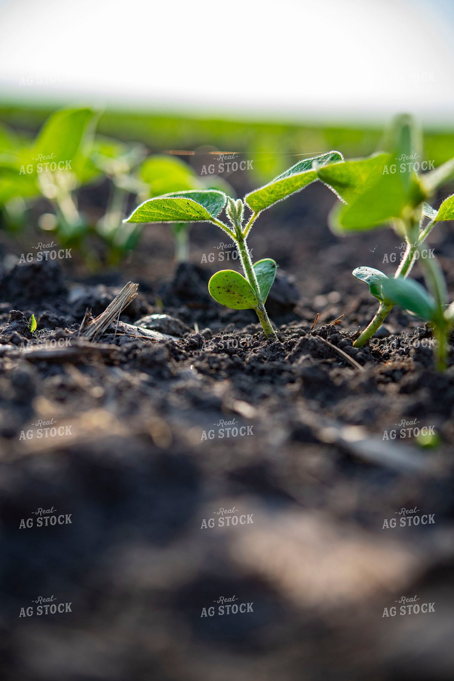 Early Growth Soybean Plant 136092