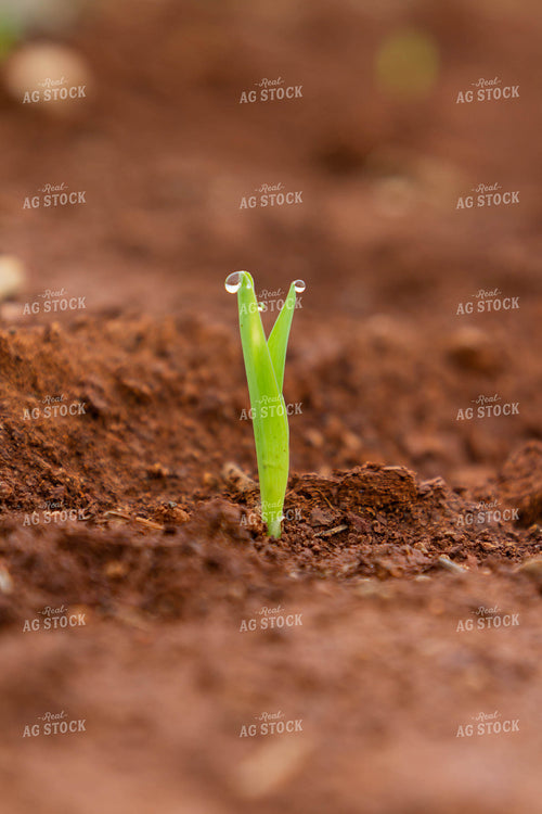 Corn Plant Sprouting 79239