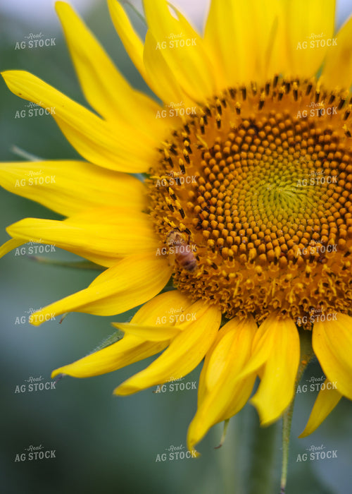 Sunflowers 160154