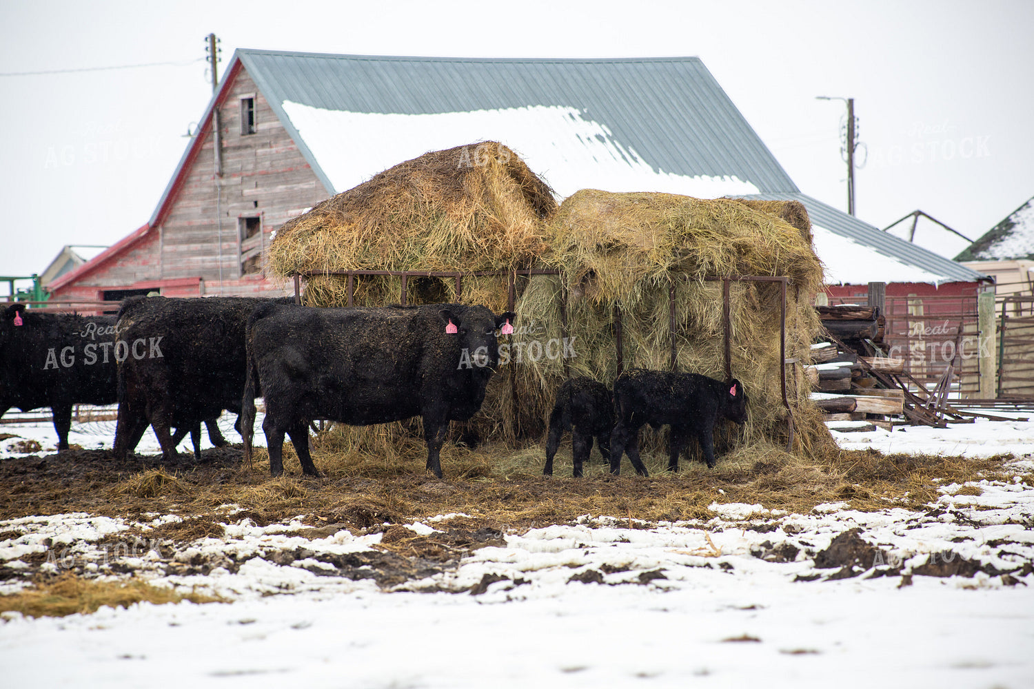 Cow Calf Pairs 155484