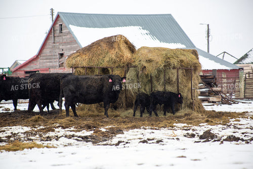 Cow Calf Pairs 155484