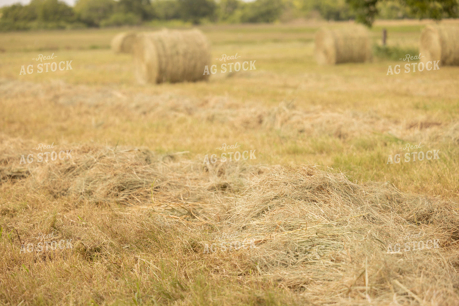 Cut Hay 143020