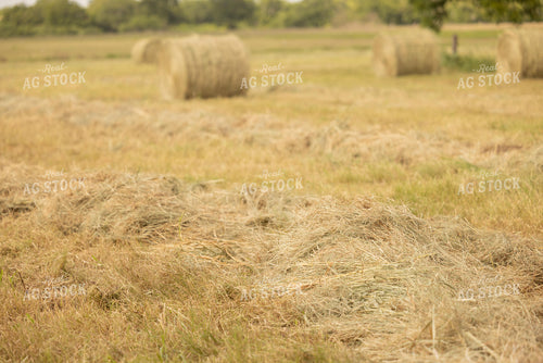 Cut Hay 143020