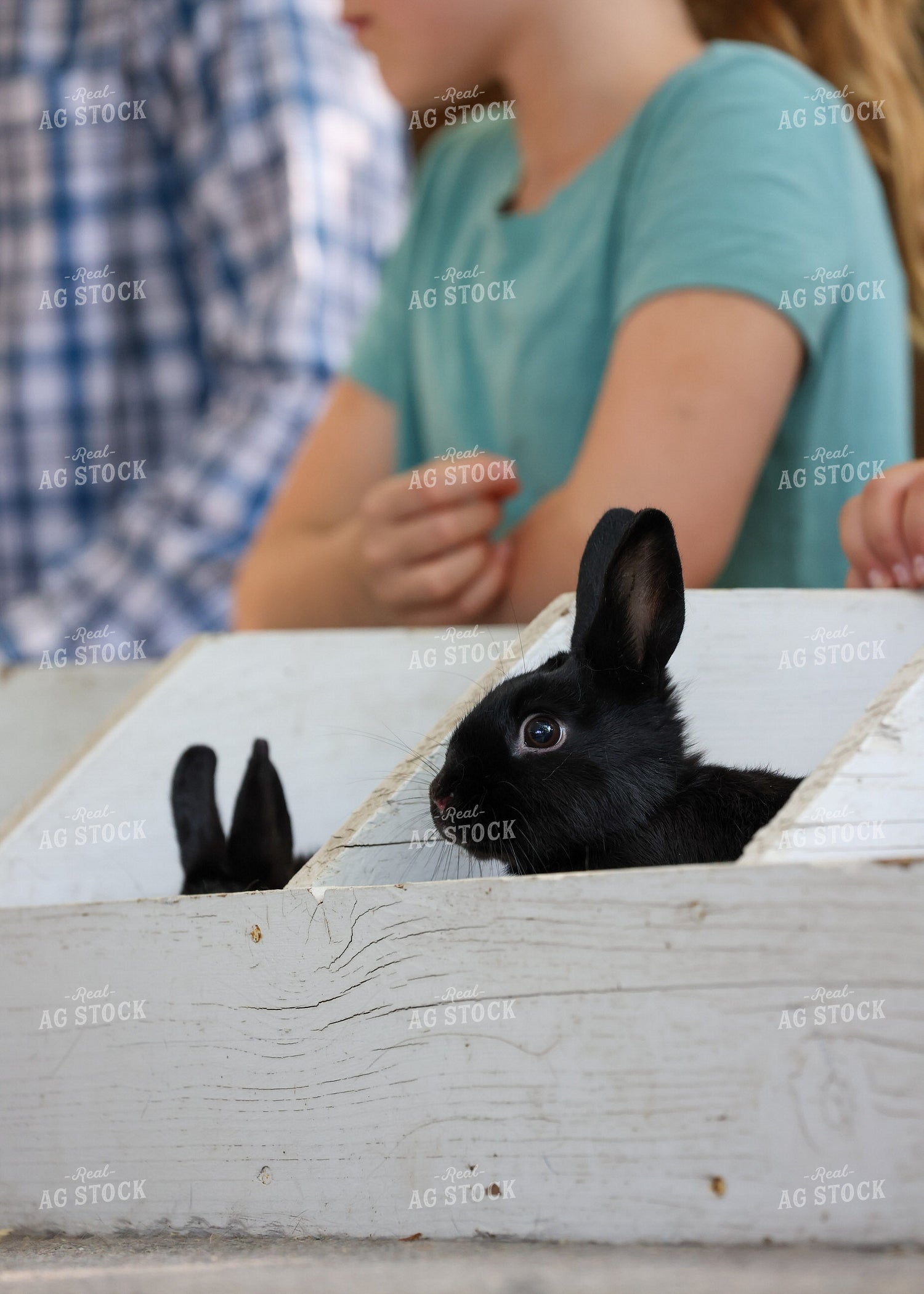 Showing Rabbits 160227