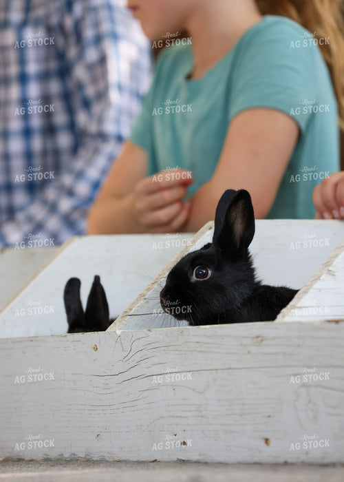 Showing Rabbits 160227