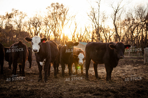 Cattle in Pen 268129