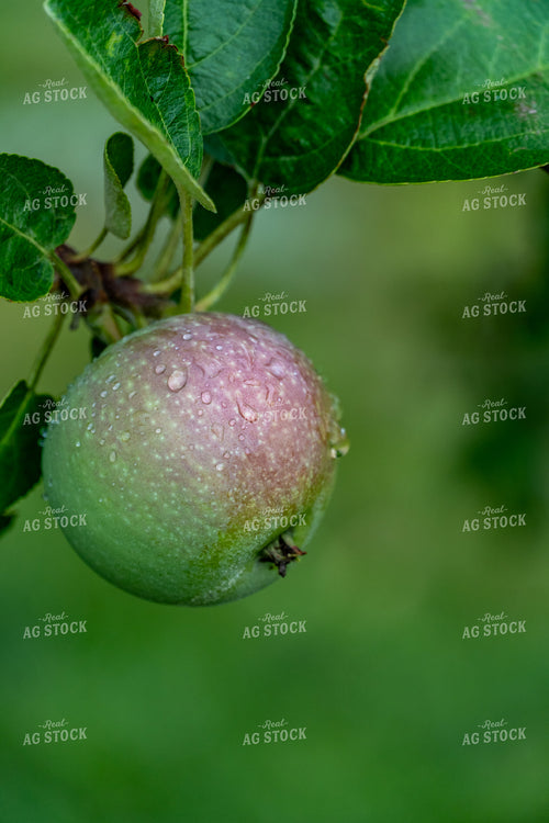 Apple 65060