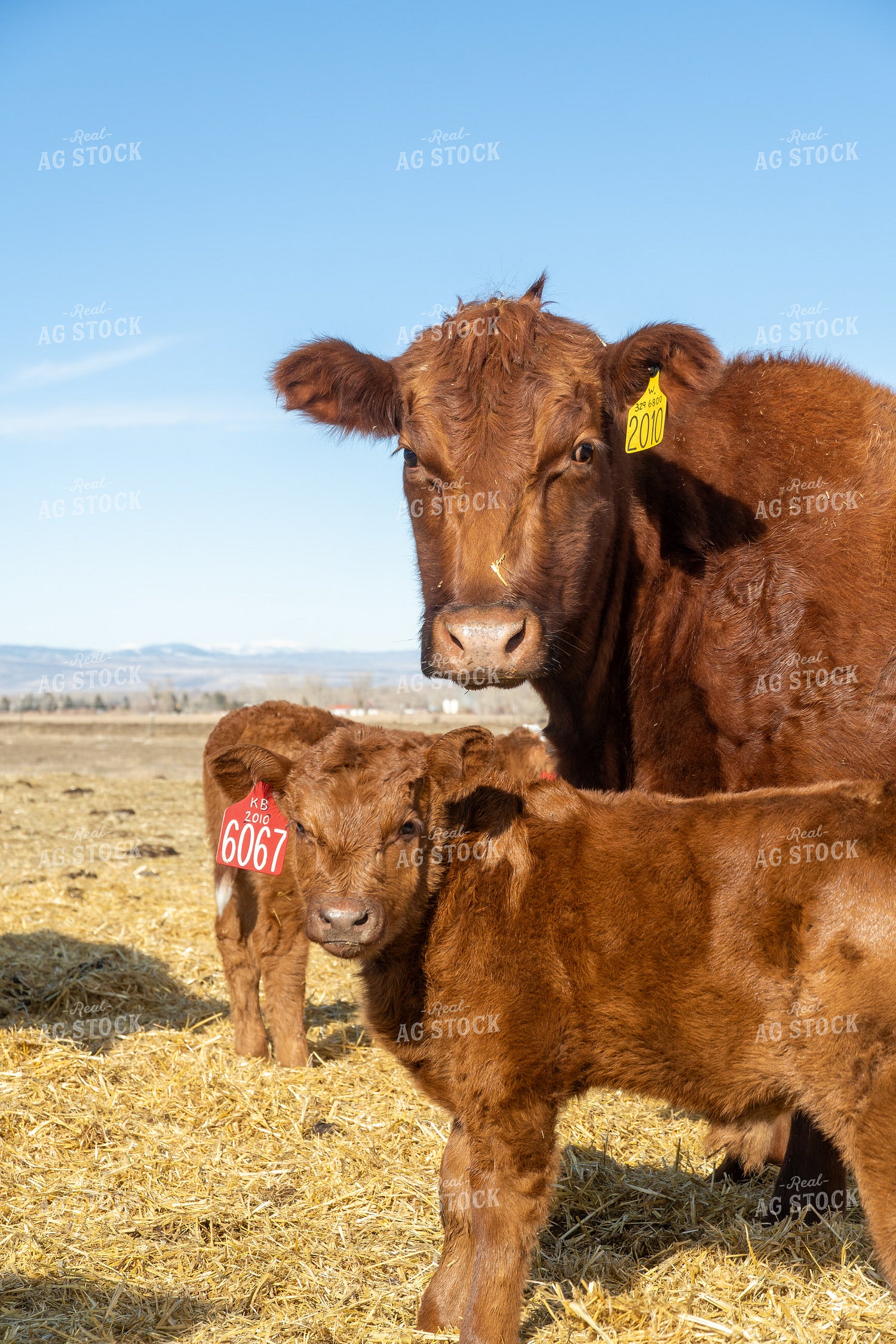 Red Angus Cow Calf Pair 65597
