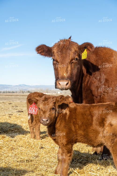 Red Angus Cow Calf Pair 65597