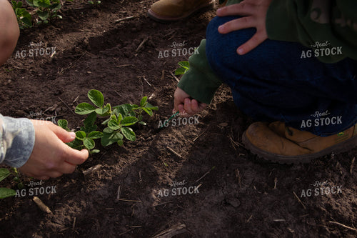 Checking Early Growth Soybeans 268283