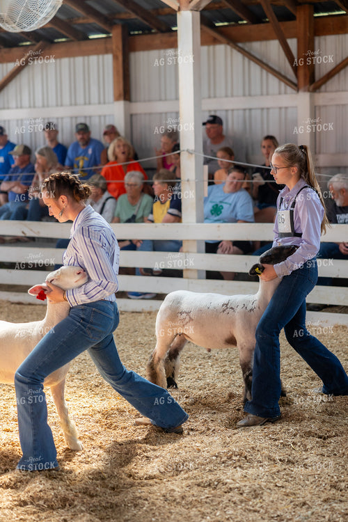 Showing Sheep 194067