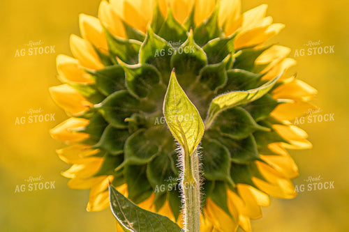Sunflower 158007