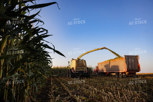 Chopping Corn Silage 152551