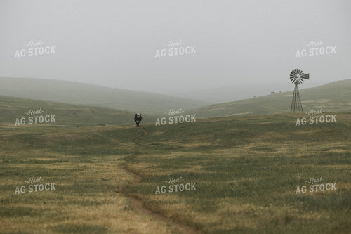 Cattle on Pasture 303003