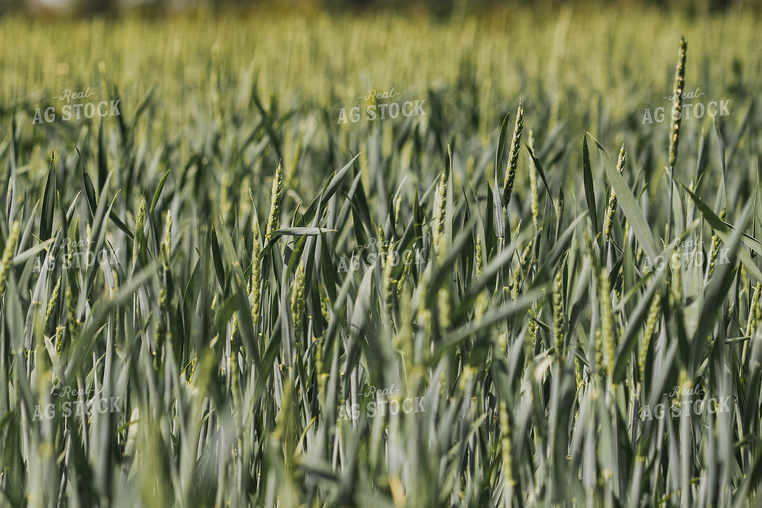 Wheat Field 91037