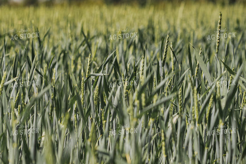 Wheat Field 91037