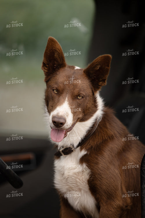 Ranch Dog 304047