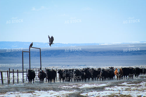 Angus Cow and Calf Pair 78095