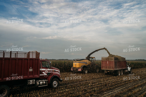 Silage Harvest 196378