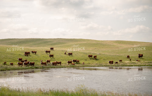 Hereford Cattle on Pasture 212032