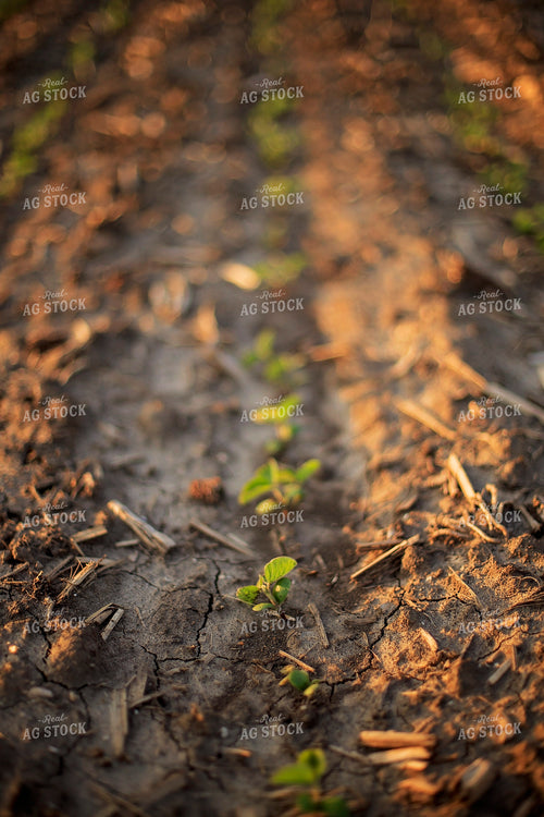 Spring Soybeans 93194